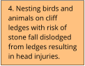4. Nesting birds and animals on cliff ledges with risk of stone fall dislodged from ledges resulting in head injuries.