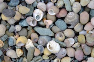 Shells and rocks