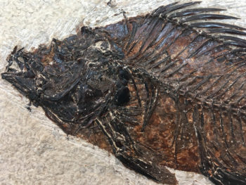 Fossilised Fish