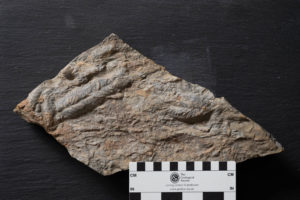 Fossil