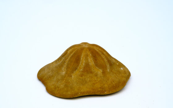 Clypeaster Egyptiaceous