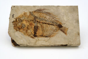 Acanthonerous Filamentosus