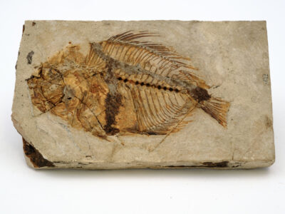 Acanthonerous Filamentosus